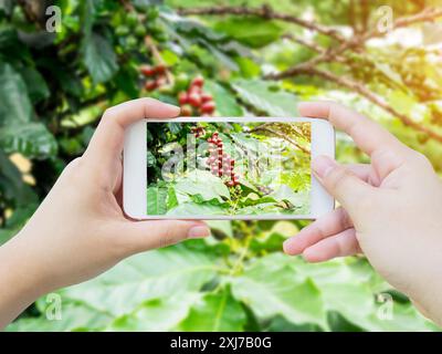 Scattare una foto dei chicchi di caffè freschi nell'albero delle piante di caffè Foto Stock