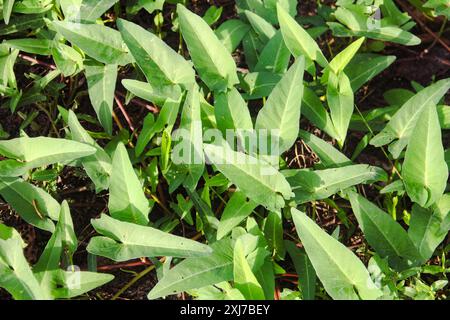 Ipomoea aquatica o spinaci d'acqua e spesso chiamato anche kale o Kangkung è un ortaggio molto popolare Foto Stock