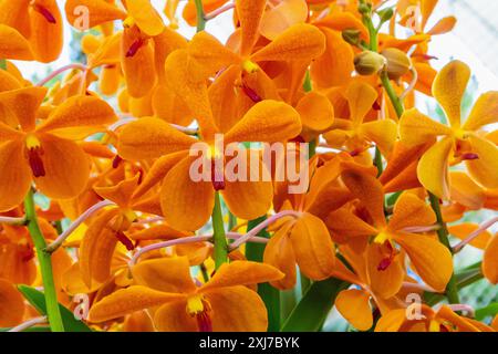 Bellissimi fiori di orchidea vanda di colore arancione Foto Stock