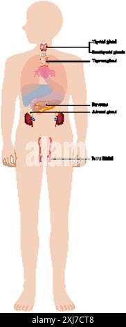 Illustrazione delle principali ghiandole endocrine nel corpo Illustrazione Vettoriale