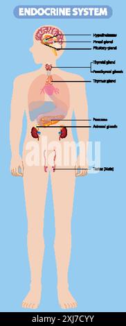 Illustrazione delle principali ghiandole endocrine nel corpo Illustrazione Vettoriale