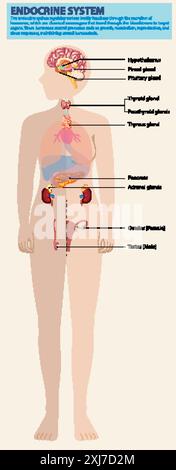 Illustrazione delle principali ghiandole endocrine nel corpo Illustrazione Vettoriale