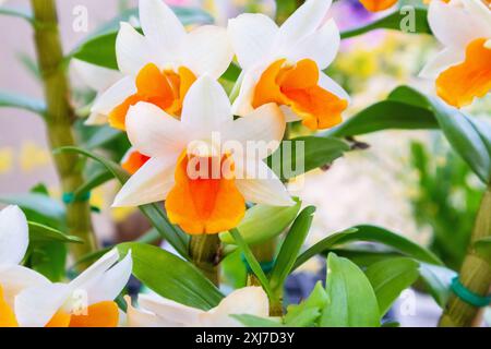 Fiori di orchidea Dendrobium di colore bianco e arancione nel giardino Foto Stock