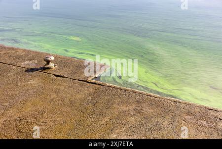 inquinamento dell'acqua nel fiume. alghe verdi in fiore sulla superficie dell'acqua. Foto Stock