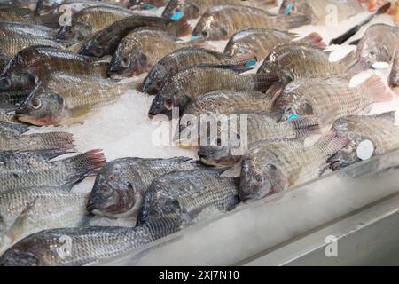 Pesce tilapia fresco del nilo su ghiaccio al mercato Foto Stock