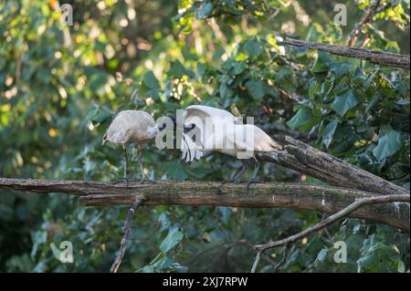 L'ultima sessione di alimentazione di un giovane Ibis bianco e di sua madre prima di sistemarsi a dormire per la serata. Foto Stock