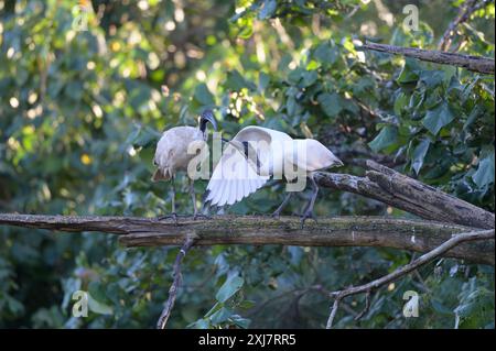 L'ultima sessione di alimentazione di un giovane Ibis bianco e di sua madre prima di sistemarsi a dormire per la serata. Foto Stock