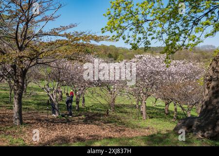 Mostra di fiori di ciliegio in una giornata di sole ai giardini botanici Temiya Ryokuk, Otaru, Hokkaido, Giappone. Foto Stock