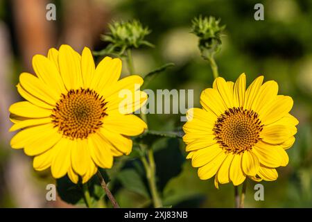 Primo piano di un girasole (helianthus annuus) visto da dietro Foto Stock