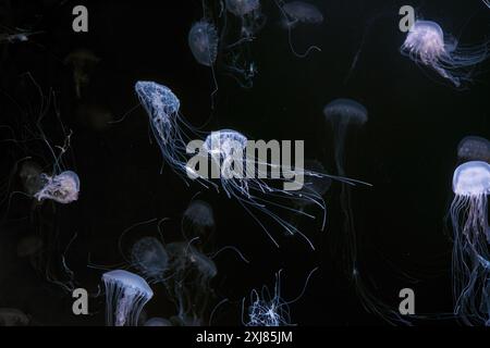 Gruppo di ortica marina atlantica, Chrysaora quinquecirrha, ortica marina costa est. Gruppo di meduse fluorescenti che galleggiano in un acquario illuminato. Theriolo Foto Stock