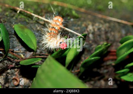 Un bruco di Lemyra imparilis con testa rossa, strisce arancioni e macchie bianche lungo la schiena che mangia una foglia. Vista ravvicinata, Wulai, Taiwan. Foto Stock