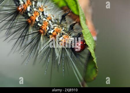 Un bruco di Lemyra imparilis con testa rossa, strisce arancioni e macchie bianche lungo la schiena che mangia una foglia. Vista ravvicinata, Wulai, Taiwan. Foto Stock