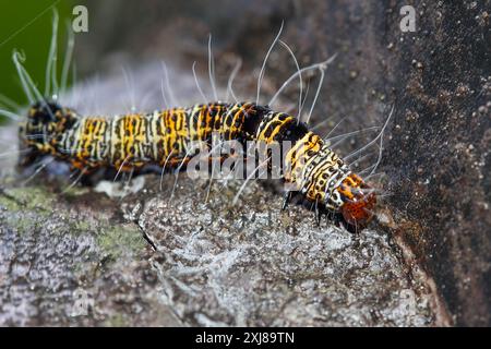 Vista dettagliata della larva a quattro macchie di Moth (Mimeusemia vilemani) su pietra; giallo-marrone con macchie nere, schema simile a una griglia. Catturato a Wulai, Taiw Foto Stock