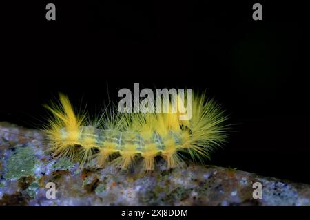 Un bruco di Calliteara grotei horishanella con testa gialla e peli gialli densi su un ramoscello. Macchia nera sul retro, Wulai, Taiwan. Foto Stock