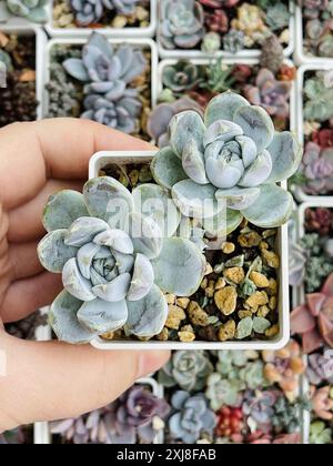 Coniglietto delle nevi succulente Rosetta di fiori di Echeveria sullo sfondo della vegetazione floreale, vista dall'alto Foto Stock