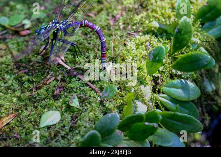 La libellula gigante (Anotogaster sieboldii) depone le uova su muschio verde umido su foglie verdi lussureggianti. Cattura dettagli vivaci dell'ecosistema. Wulai, Taiwan. Foto Stock