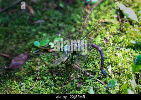 La libellula gigante (Anotogaster sieboldii) depone le uova su muschio verde umido su foglie verdi lussureggianti. Cattura dettagli vivaci dell'ecosistema. Wulai, Taiwan. Foto Stock