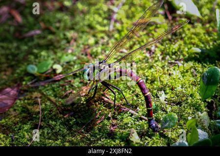 La libellula gigante (Anotogaster sieboldii) depone le uova su muschio verde umido su foglie verdi lussureggianti. Cattura dettagli vivaci dell'ecosistema. Wulai, Taiwan. Foto Stock