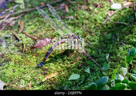 La libellula gigante (Anotogaster sieboldii) depone le uova su muschio verde umido su foglie verdi lussureggianti. Cattura dettagli vivaci dell'ecosistema. Wulai, Taiwan. Foto Stock