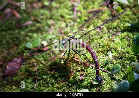 La libellula gigante (Anotogaster sieboldii) depone le uova su muschio verde umido su foglie verdi lussureggianti. Cattura dettagli vivaci dell'ecosistema. Wulai, Taiwan. Foto Stock