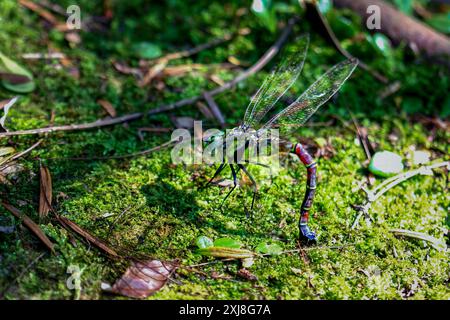 La libellula gigante (Anotogaster sieboldii) depone le uova su muschio verde umido su foglie verdi lussureggianti. Cattura dettagli vivaci dell'ecosistema. Wulai, Taiwan. Foto Stock