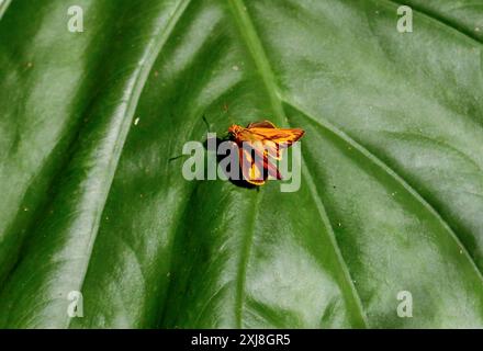 Una vivace farfalla di Telicota bambusae arancio si aprono su una foglia verde testurizzata. Gli intricati motivi alari e le vene delle foglie sono evidenziati da un lig naturale Foto Stock