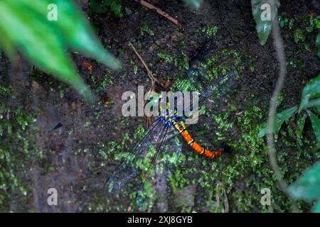 La libellula gigante (Anotogaster sieboldii) depone le uova su muschio verde umido su foglie verdi lussureggianti. Cattura dettagli vivaci dell'ecosistema. Wulai, Taiwan. Foto Stock