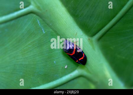 Un Froghopper nero (spittlebug) con segni rossi poggia su una foglia. Foto macro dettagliate che mostrano la bellezza naturale di Wulai, Taiwan. Foto Stock