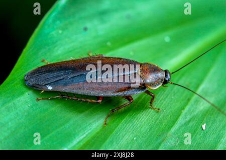 Cattura dettagliata di un Cockroach marrone scuro (Blattodea o Blattaria) su una foglia. Il verde brillante contrasta con le tonalità marroni degli insetti. Wulai, Ta Foto Stock