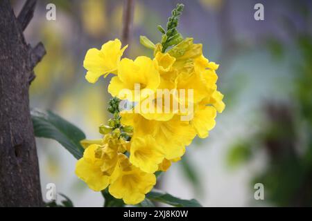 Trumpetbush giallo (Tecoma stans) in fiore : (Pix Sanjiv Shukla) Foto Stock