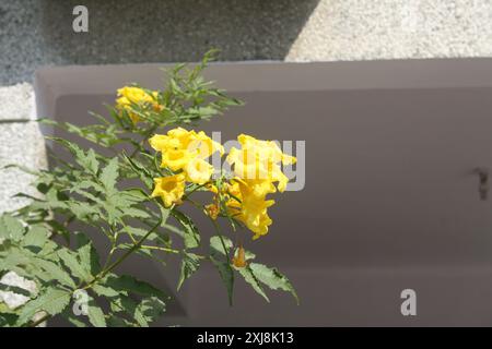 Trumpetbush giallo (Tecoma stans) in fiore : (Pix Sanjiv Shukla) Foto Stock