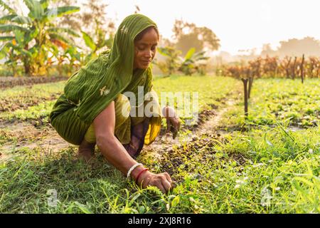 bengala Occidentale - India - 20 novembre 2023: Una donna contadina in tradizionale abito sari indiano è vista lavorare nel suo orto nella campagna SM Foto Stock