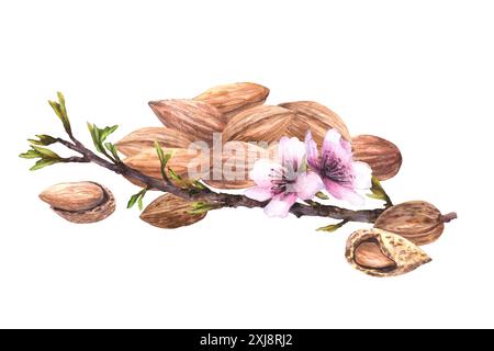 Ramo di mandorlo con foglie e fiori sullo sfondo di un mucchio di noci. Composizione di cibo botanico. Illustrazione ad acquerello dipinta a mano. Clipart Foto Stock