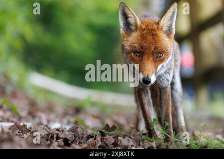 Volpe adulta urbana alla luce del giorno Foto Stock