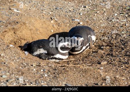 Due pinguini di Magellano giacenti a terra nel nido dell'isola di Magdalena, Punta Arenas, Cile. Foto Stock