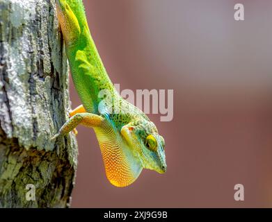 Antiguan Anole Lizard Anolis Leachii, with dewlap Extended, Bermuda, North Atlantic, North America Copyright: BarryxDavis 1358-464 Foto Stock