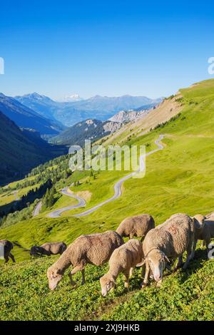 Pecore, Savoia, Alvernia Rodano-Alpi, Francia, Europa Copyright: ChristianxKober 733-9074 Foto Stock