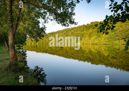 La Mosella in Francia con un riflesso nell'acqua di una linea di alberi durante l'ora d'oro con un vecchio albero in primo piano Foto Stock