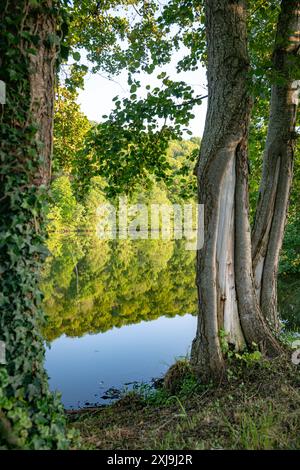 La Mosella in Francia con un riflesso nell'acqua di una linea di alberi durante l'ora d'oro con un vecchio albero in primo piano Foto Stock