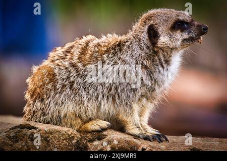 Un primo piano di un meerkat con un cappotto peloso di marrone e grigio, seduto su una roccia, guardando a destra, Doncaster, Yorkshire, Inghilterra, Regno Unito, EUR Foto Stock