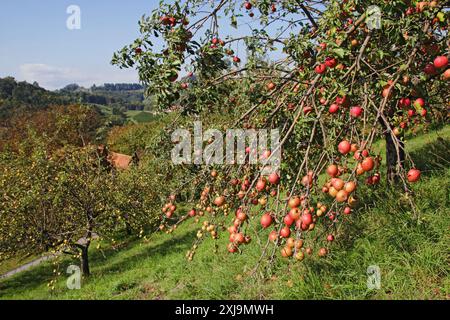 un melo con mele rosse mature sorge su un frutteto sparso Foto Stock