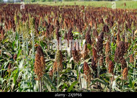 Quinoa, Chenopodium quinoa, che cresce in un campo agricolo nella provincia di Tucumán in Argentina. Foto Stock