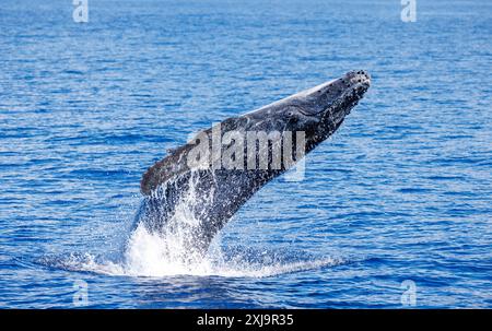 Megattere Megaptera novaeangliae, che fa breccia nell'isola di Maui, Hawaii, Stati Uniti d'America, Pacifico, Nord America Copyright: Ryan Foto Stock