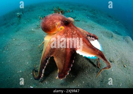 A Coconut Octopus Amphioctopus marginatus, una specie che raccoglie conchiglie di cocco e molluschi per riparo, stretto di Lembeh, Sulawesi, Indonesia, Southeas Foto Stock