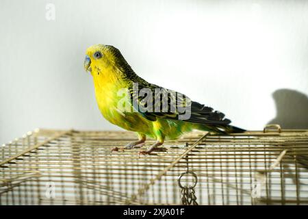Un budgie verde e giallo multicolore seduto su una gabbia Foto Stock