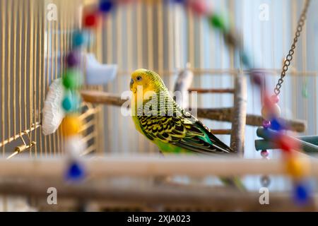 Un budgie verde e giallo multicolore seduto in gabbia con alcuni giocattoli colorati e perline Foto Stock