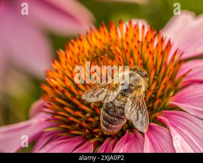 Primo piano di un'ape che impollina fiori di echinacea Foto Stock