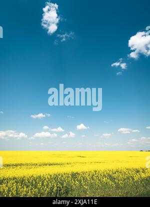 Campo di colza in fiore senza fine. Paesaggio verticale con cielo parzialmente nuvoloso su campo giallo. Gradiente cielo blu scuro. Foto Stock