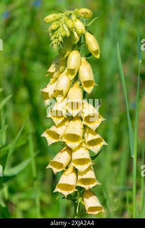 Splendidi fiori gialli di digitalis grandiflora, il foxglove giallo. foxglove grande fiore, grande foxglove giallo. Foto Stock