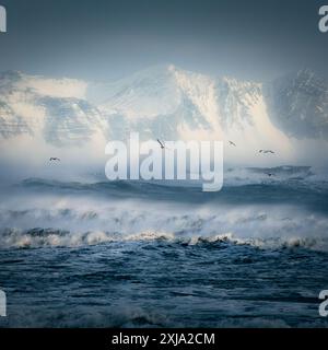 Uccelli di terna artica che volano sopra l'Oceano Atlantico in una splendida foto in formato sqare scattata durante l'inverno in una splendida atmosfera e in un plac panoramico Foto Stock